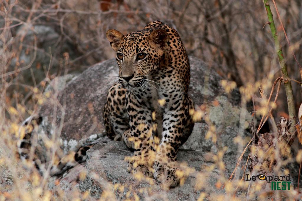 Hotel Leopard Nest - Glamping In Yala Zewnętrze zdjęcie